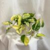 philodendron hederaceum rio panasovany