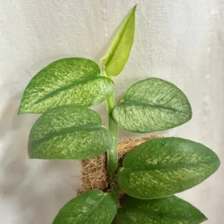 Rhaphidophora hongkongensis variegata panasovana