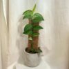Rhaphidophora hongkongensis variegata Rhaphidophora hongkongensis variegata panasovana