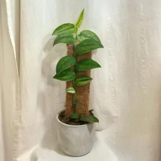 Rhaphidophora hongkongensis variegata panasovana