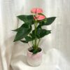 Anthurium andraeanum ‘Sweet Dream’ anthurium andreanum Sweet Dream anturie ruzova