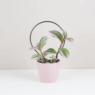 Pokojové rostliny, řasokoule a příslušenství Dekorativní opora pro rostliny kruh maly kovova tyc ke kytkam opora pro pokojovky