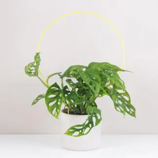 Dekorativní opora pro rostliny kruh velký Dekorativní opora pro rostliny kruh velky kovova tyc ke kytkam opora pro pokojovky