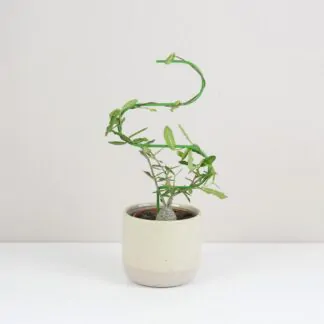 Dekorativní opora pro rostliny vlnka malá Dekorativní opora pro rostliny vlnka mala kovova tyc ke kytkam opora pro pokojovky