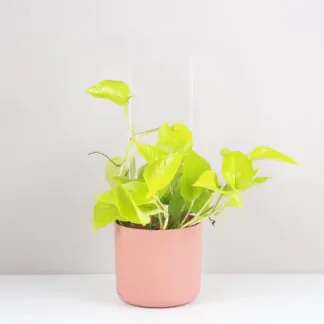 Průhledná opora pro rostliny oblouk pruhledna opora pre rostliny oblouk akrylatova oporna tycka pro pokojovky