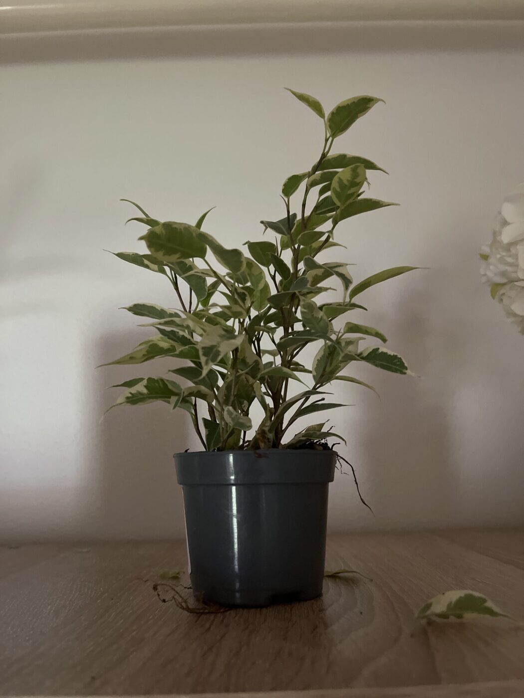 Obrázek #1 od Miroslava B.