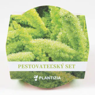 pestitelsky set asparagus densiflorus meyeri semena pokojovych rostlin pokojovek