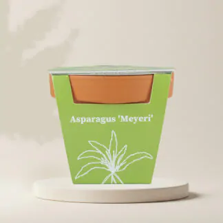 pestitelsky set asparagus densiflorus meyeri semena pokojovych rostlin pokojovek