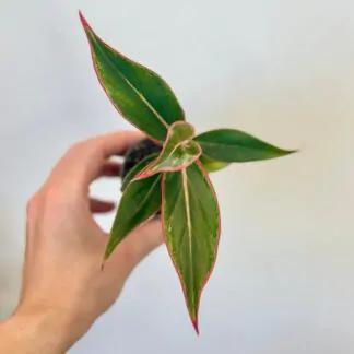 aglaonema crete mala
