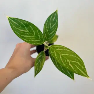aglaonema ivy green zelená nenarocná rostlina cisti vzduch bílé stonky