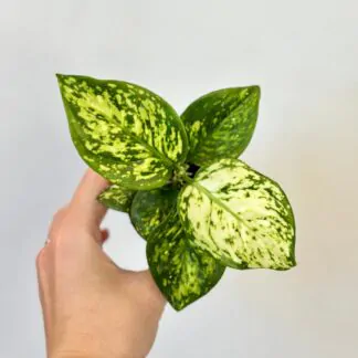 aglaonema white anyamanee bila