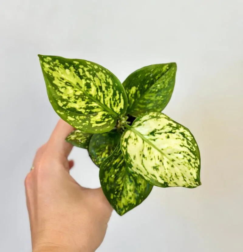 aglaonema white anyamanee bila