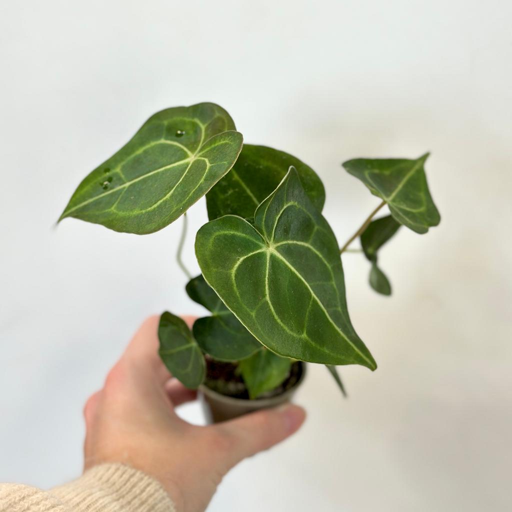 Anthurium clarinervium střední Anthurium clarinervium