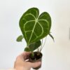 Anthurium clarinervium střední Anthurium clarinervium