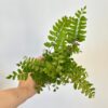 Asplenium dimorphum ‘Parvati’ malé Asplenium dimorphum Parvati kapradina