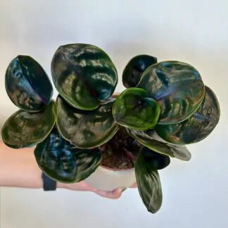 Geogenanthus ciliatus 'Midnight Pearl'