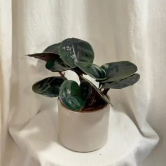 Geogenanthus ciliatus 'Midnight Pearl'