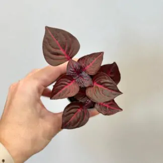 iresine herbstii Bloodleaf cervena pokojovka