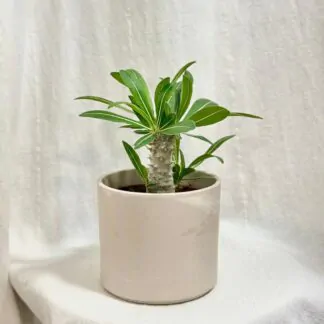 Pachypodium densiflorum sukulent