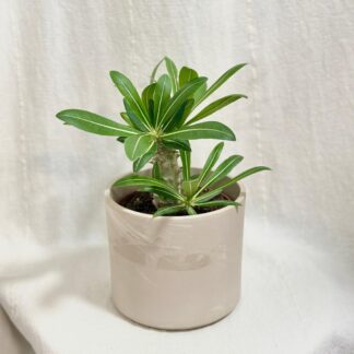 Pachypodium densiflorum sukulent