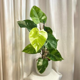 Philodendron ‘Fresh Aurea’ velký philodendron fresh aurea filodendron White Princess Tricolor Lime