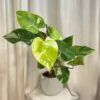 Philodendron ‘Fresh Aurea’ velký philodendron fresh aurea filodendron White Princess Tricolor Lime
