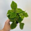 Pilea mollis ‘Moon Valley’ střední Pilea mollis ‘Moon Valley’