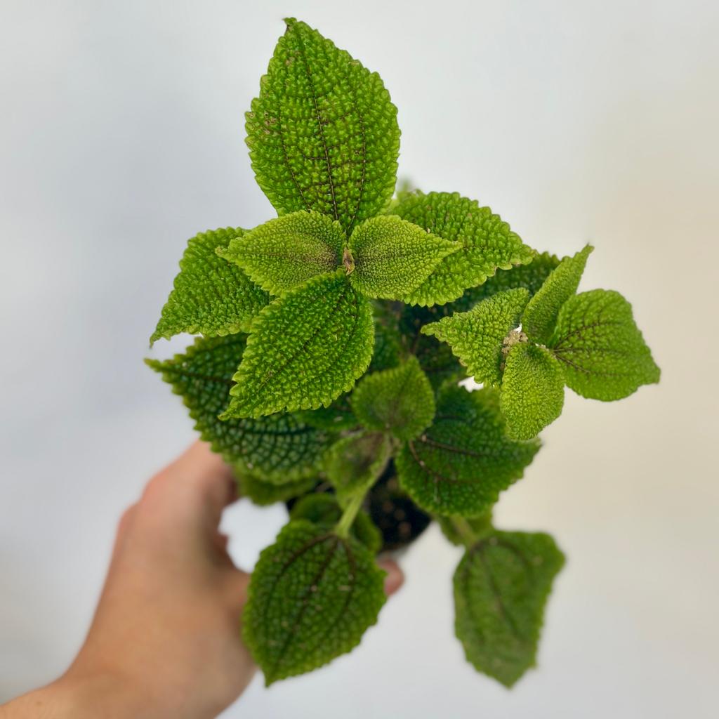 Pilea mollis ‘Moon Valley’ střední Pilea mollis ‘Moon Valley’