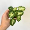 Syngonium ‘Pixie’ malé syngonium pixie male