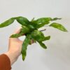Zealandia pustulata malá Zealandia pustulata mala kapradina vlhkomilna pokojovka