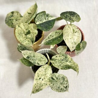 alocasia dragon scale Mint Variegata raritni pokojovky