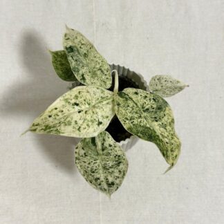 alocasia dragon scale Mint Variegata raritni pokojovky