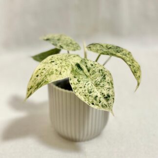 alocasia dragon scale Mint Variegata raritni pokojovky