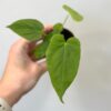 Anthurium balaoanum malé Anthurium balaoanum