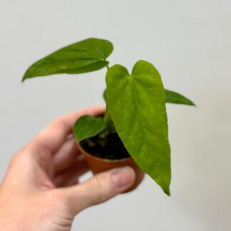 Anthurium balaoanum malé Anthurium balaoanum