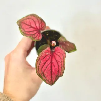 Caladium Lucia pink ruzova pokojovka