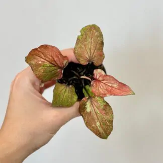 caladium hybrid