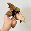 Caladium ‘Thai Hybrid’ mini caladium hybrid