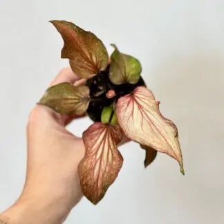 caladium hybrid