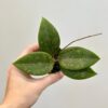 Hoya wibergiae malá hoya wibergiae voskovka kvetouci pokojovka