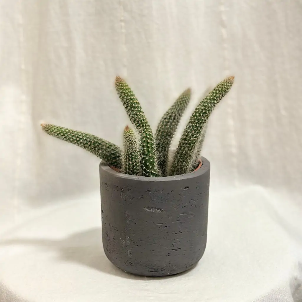 Kaktus Cleistocactus colademononis Kaktus Cleistocactus colademononis