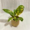 Philodendron ‘Green Congo Variegata’ malý Philodendron Green Congo Variegata