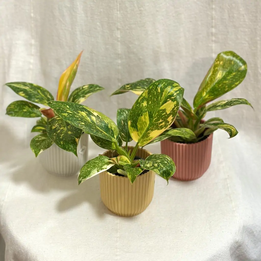 Philodendron ‘Green Congo Variegata’ malý Philodendron Green Congo Variegata