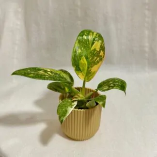 Philodendron ‘Green Congo Variegata’ malý Philodendron Green Congo Variegata