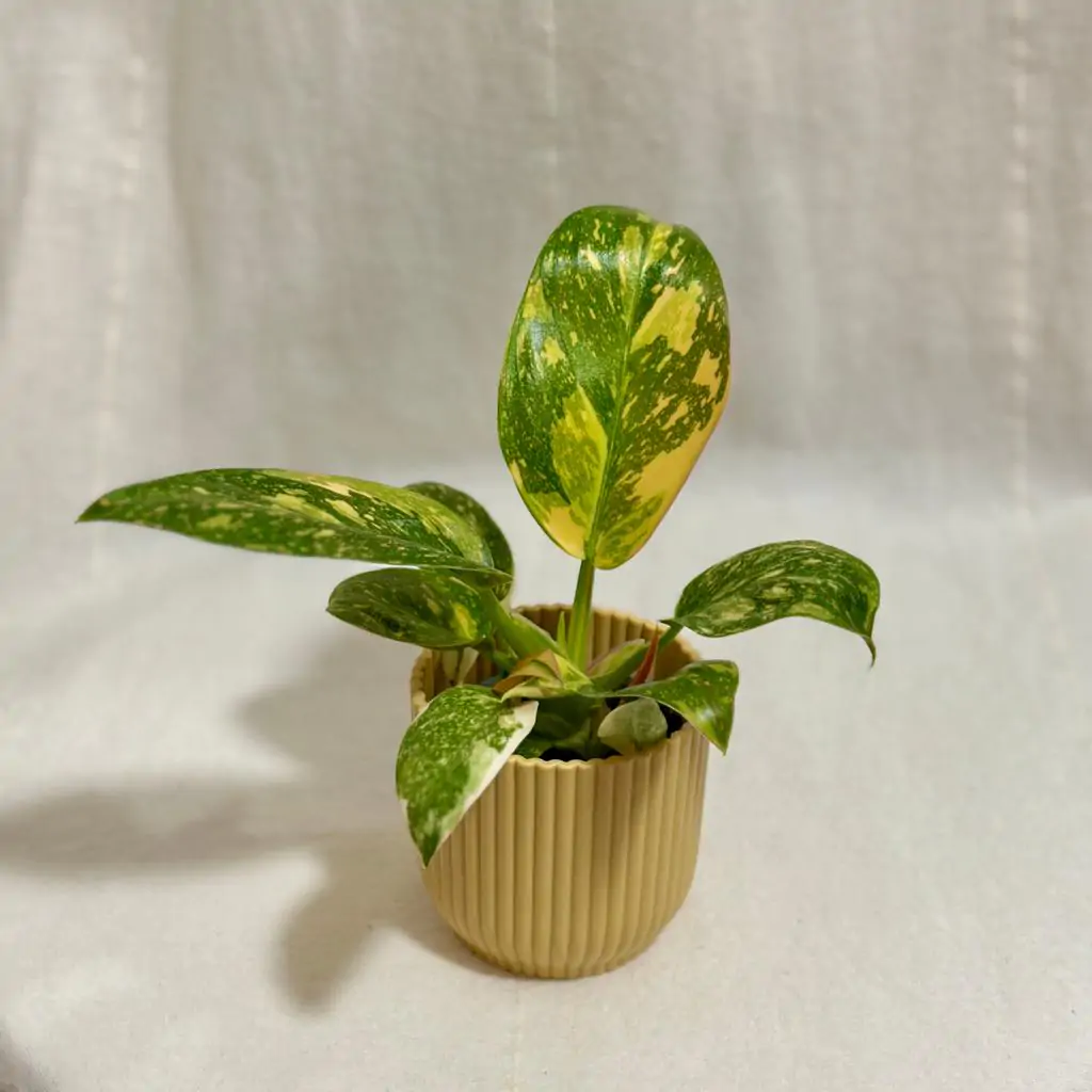 Philodendron ‘Green Congo Variegata’ malý Philodendron Green Congo Variegata