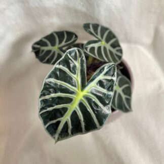 Alocasia ‘Balloon Heart’ alocasia balloon Heart