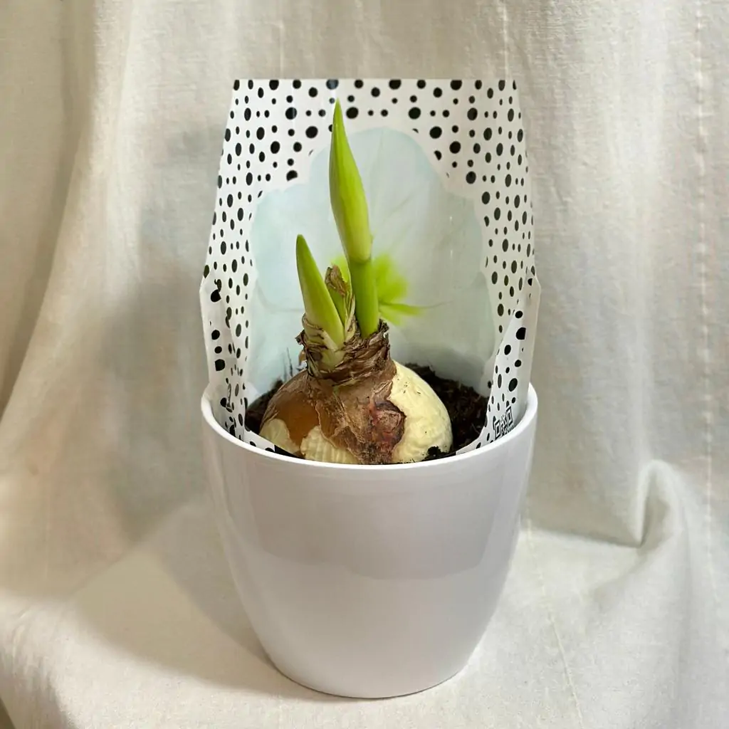 Hippeastrum / Amarylis bílý