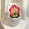 Hippeastrum / Amarylis červeno-bílý Hippeastrum / Amarylis červený