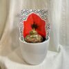 Hippeastrum / Amarylis červený Hippeastrum / Amarylis červený