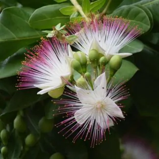 Barringtonia asiatica Barringtonia asiatica